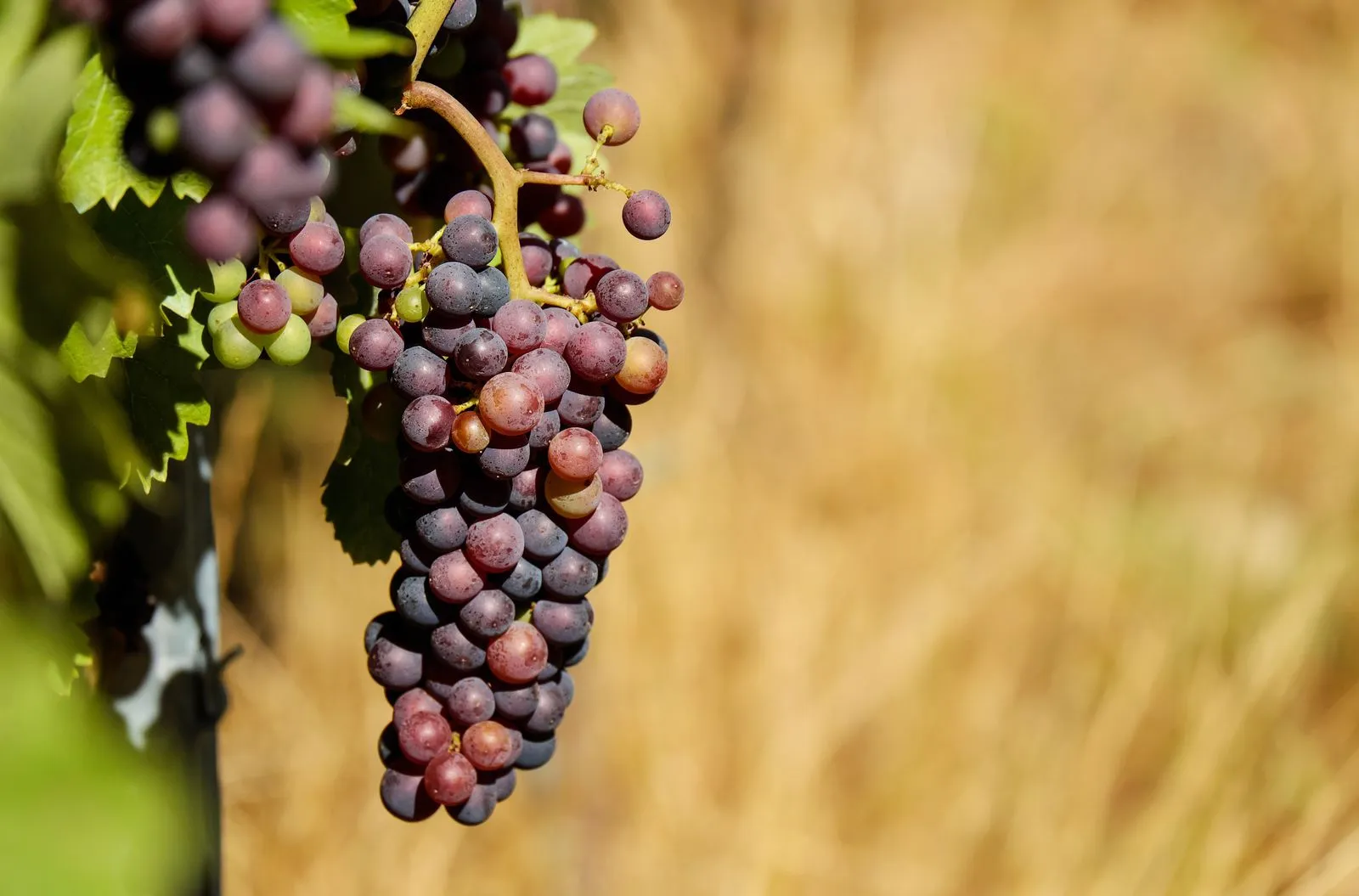 What Makes a Wine Biodynamic?